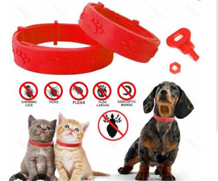 Collar Anti-Pulgas